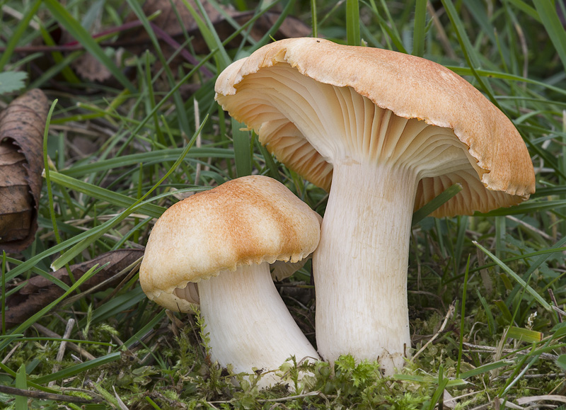 Hygrocybe pratensis